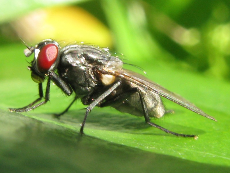 Hydrotaea cf. dentipes.ed Helina sp. (muscidae)